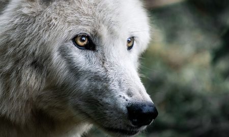 Jest zgoda na odstrzał jednego wilka na terenie miejscowości Bandrów Narodowy, Krościenko i Zadwórze 1