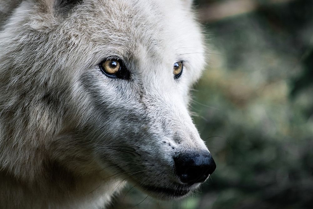 Jest zgoda na odstrzał jednego wilka na terenie miejscowości Bandrów Narodowy, Krościenko i Zadwórze 1