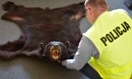skóra z niedźwiedzia jarosław mieszkaniec sprzedaż internet policja zarzuty