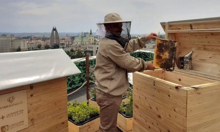 pasieka galeria rzeszów dach pszczoły tak dla pszczół
