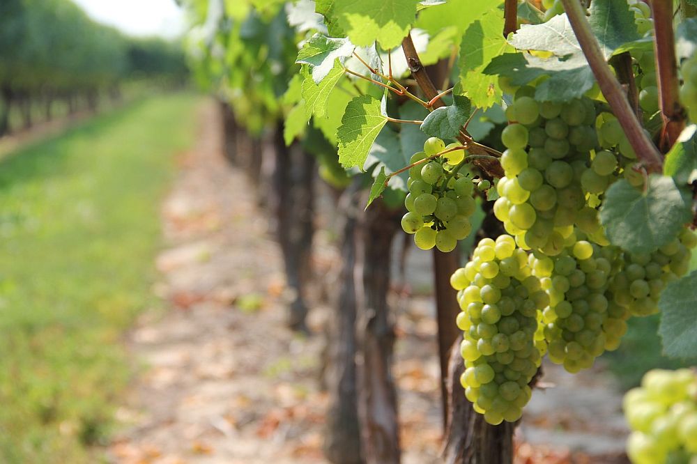 ewidencja winnica certyfikat odmiana winorośl wyrób winiarski