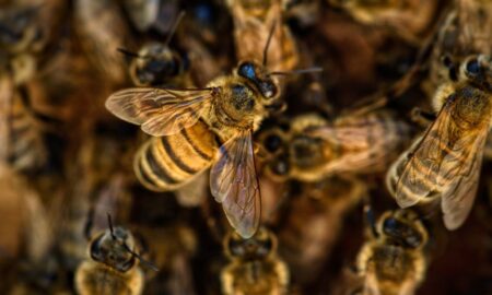 pszczelarz dotacja dofinansowanie pszczoły arimr wniosek
