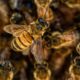 pszczelarz dotacja dofinansowanie pszczoły arimr wniosek