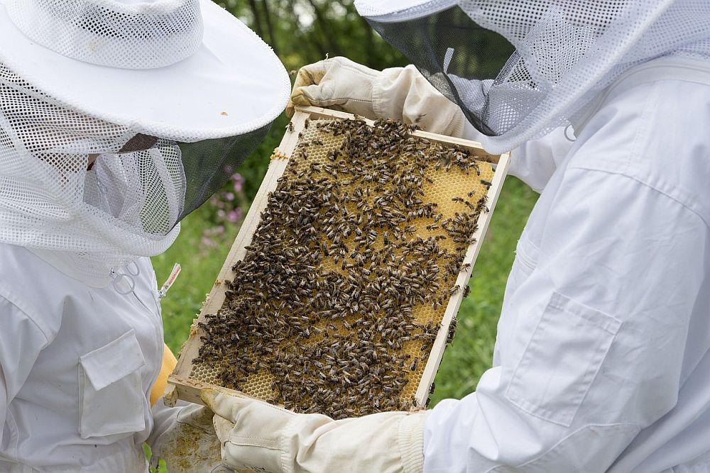 pszczelarze zbiory miód podkarpackie