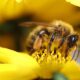 zbiory miodu 2022 pszczelarstwo