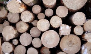 sprzedaż drewno przetarg submisja