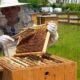 rzeszów pasieka ul mpwik pszczoły