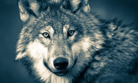wilki jedlicze