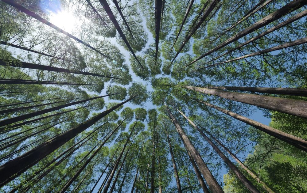 RDLP Krosno posadzi w tym roku 13 mln drzew na Podkarpaciu
